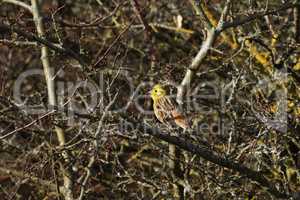 Yellowhammer bird, Emberiza citrinella on the thorn bush