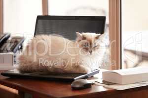 No more working on the weekend. A fluffy siamese cat taking a timeout on its owners laptop.