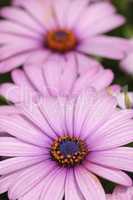 A very sharp and detailed photo of Natural purple flowers closeup. A very sharp and detailed photo of Natural purple flowers closeup.