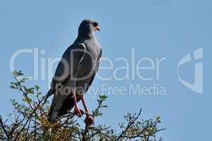 An excellent vantage point. A majestic bird of prey in its natural habitat.