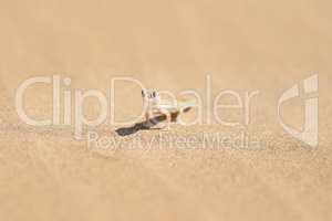 Tiny sand dweller. Closeup shot of a small gecko on a sand dune in the desert.