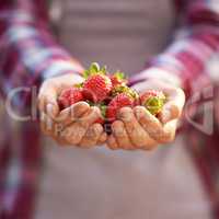Natures jewels. Cropped shot of a woman holding a handful of fresh strawberries.