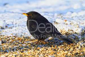 Blackbird - late afternoon in wintertime. Blackbird in wintertime and sunshine.