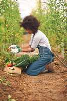 She takes a hands on approach to growing tomatoes. Full length shot of an attractive young female farmer harvesting fresh produce from her crops.