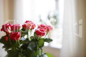 A photo of Roses indoor with window as background. A photo of Roses indoor with window as background.