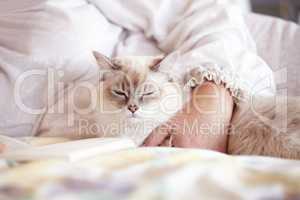 Now this is the life. A cropped shot of a beautiful siamese cat lying on a bed with its owner.