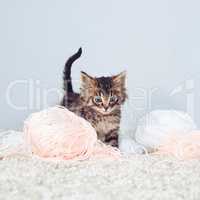 Look at all this wool Challenge accepted. Studio shot of an adorable tabby kitten playing with a ball of wall.