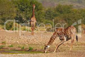 The tallest creature on earth. Shot of giraffes in their natural habitat.