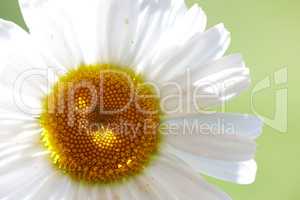 A close-up and very detailed photo of a chamomile flower. A close-up and very detailed photo of a chamomile flower.