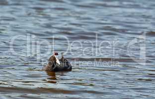 Gracefully floating on the pond. A rare bird gently floating on a pond.