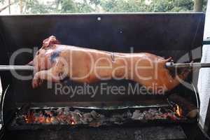 Pig is being grilled slowly on spit in traditional way