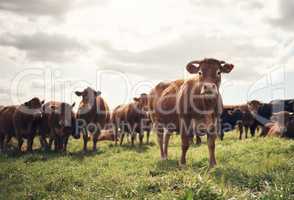 Wanna hear a joke Its really amoosing. Shot of a herd of cows on a farm.