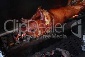 Pig is being grilled slowly on spit in traditional way