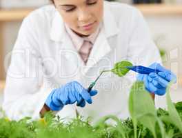 This needs a trim before I can do some testing. Shot of a young scientist working with plant samples in a lab.