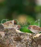 Sparrows in my garden. A telephoto of a beautiful sparrow in my garden.