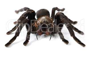 No harm intended. Closeup shot of a brown tarantula isolated on white.