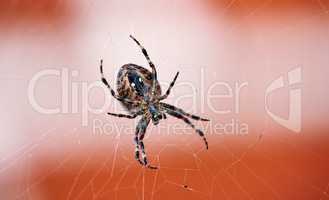 The Walnut Orb-weaver Spider. The Walnut Orb-weaver Spider (Nuctenea umbratica) is a spider of the Araneidae family.
