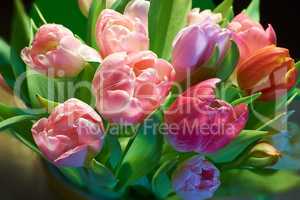 Pink tulips in bloom. A beautiful bunch of pink tulips.