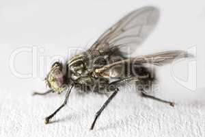 Housefly - Musca domestica. A photo of an ordinary housefly (Musca domestica).