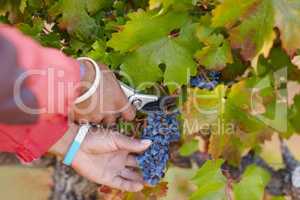 These grapes are nice and ripe. Cropped shot of a mans hands harvesting grapes.