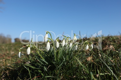 Snowdrops start to bloom, beautiful spring flowers