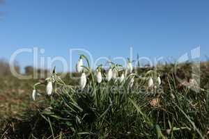 Snowdrops start to bloom, beautiful spring flowers