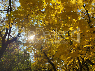 yellow maple leafs on tree at dry sunny autumn day