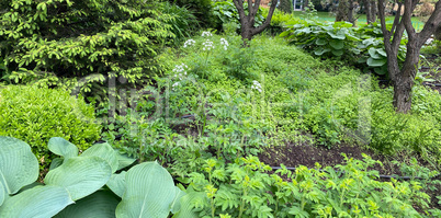 green leafs of grass at dry sunny summer day