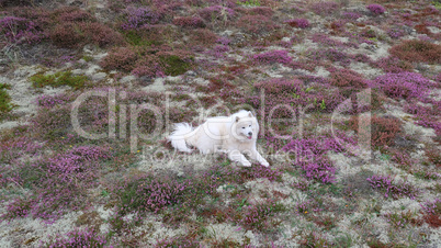 Samoyed dog