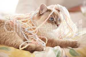So much yarn, so little time. An adorable closeup shot of a siamese cat covered in yarn lying on a bed.