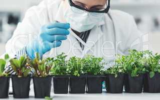 Because botany is close to heart.... Cropped shot of an unrecognizable female scientist dropping a liquid sample on different plants while working in a laboratory.