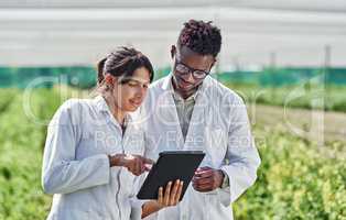 Look at what I discovered earlier. Shot of two young scientists using a digital tablet wile studying crops and plants outdoors on a farm.