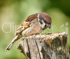 Sparrows are a family of small passerine birds, Passeridae. They are also known as true sparrows, or Old World sparrows, names also used for a particular genus of the family, Passer