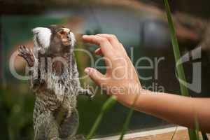 A new furry friend. A woman reaching out to a cute monkey.