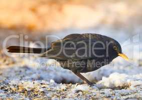 Blackbird in wintertime at sunset. Blackbird in wintertime and sunshine.