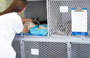 Taking the best care of your animals. A female vet carefully putting a Siamese cat patient into its cage.