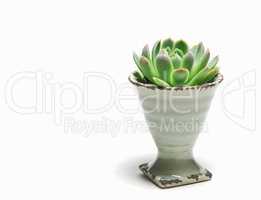 Get creative with succulent flowers. An Echeveria elegans succulent flower arranged in a porcelain eggcup - isolated.