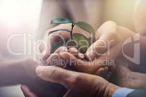Nurturing corporate growth. Cropped image of businesspeople holding a growing seedling in their cupped hands.