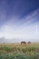 Grazing in the morning mist. Horses grazing in a pasture on a misty morning.