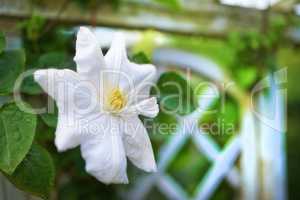 Clematis. The genus is composed of mostly vigorous, woody, climbing vines lianas. The woody stems are quite fragile until several years old. Leaves are opposite and divided into leaflets and leafstalks that twist and curl around supporting structures to a