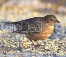 Female blackbird. A photo of a female blackbird in wintertime - snow, white and brown.