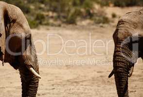Elephants form bonds that last a lifetime. Shot of elephants on the plains of Africa.