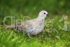 Lovely turtle dove - elegant and beautiful. Shot of turtle dove in nature.