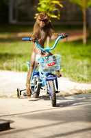 Macaque riding bicycle. A macaque monkey riding a blue bicycle - Thailand.