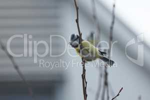 The titmouse sits high in a tree and sings