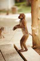 Captive macaque. A captive macaque monkey in Thailand.