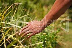 Relaxing in nature. Shot of a mans hand touch blades of grass.