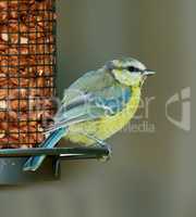 The Great Tit - Parus major. The Eurasian blue tit is a small passerine bird in the tit family Paridae. The bird is easily recognisable by its blue and yellow plumage..