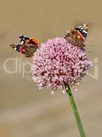 The Red Admiral Butterfly - Vanessa atalanta. The Red Admiral (Vanessa atalanta) is a well-known colourful butterfly, found in temperate Europe, Asia and North America.