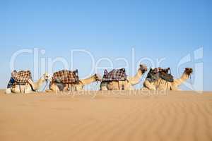 Desert caravan. Shot of a caravan of camels in the desert.